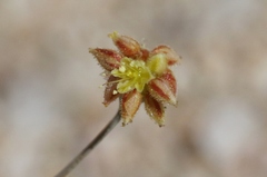 Eriogonum reniforme