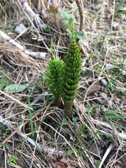 Equisetum telmateia