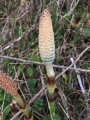 Equisetum telmateia