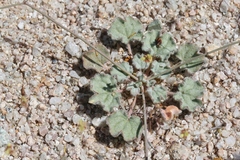 Eriogonum reniforme
