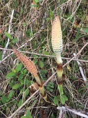 Equisetum telmateia