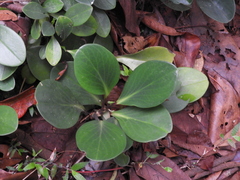 Peperomia obtusifolia