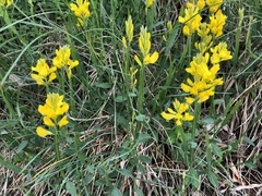 Genista sagittalis