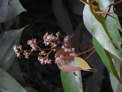 Miconia caudata
