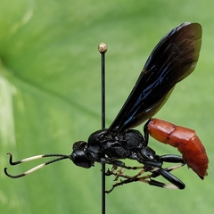 Ichneumon devinctor