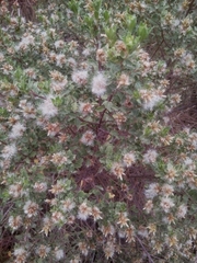 Baccharis conferta
