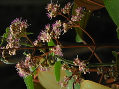 Miconia caudata