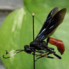 Ichneumon devinctor