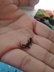 Sphaerodactylidae