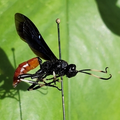 Ichneumon devinctor