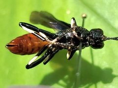 Ichneumon devinctor