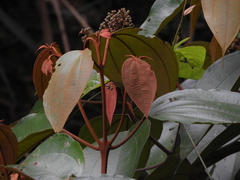 Miconia caudata