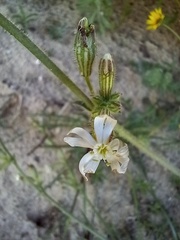 Silene nicaeensis