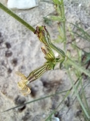 Silene nicaeensis