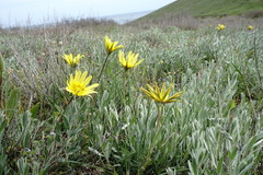 Tragopogon pusillus