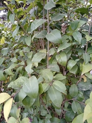 Ligustrum lucidum