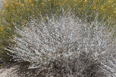 Brickellia incana