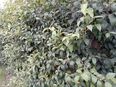 Ligustrum lucidum