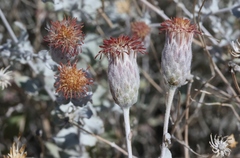 Brickellia incana