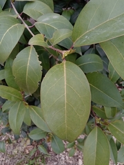Ligustrum lucidum