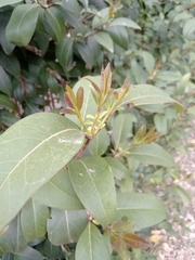 Ligustrum lucidum