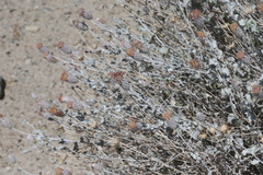 Brickellia incana