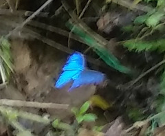 Morpho menelaus coeruleus