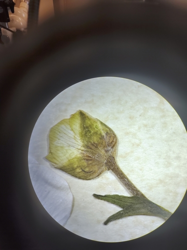 Image of Ranunculus caricetorum by no rights reserved