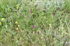 Vicia sativa amphicarpa