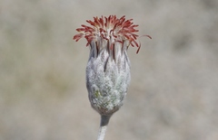 Brickellia incana