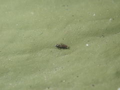 Echinothrips americanus