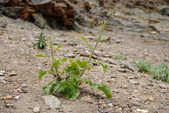 Crambe koktebelica