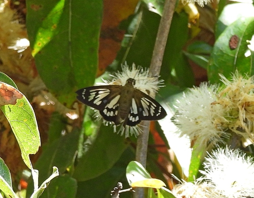 Widespread Ghost-Skipper