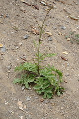 Crambe koktebelica