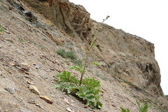 Crambe koktebelica