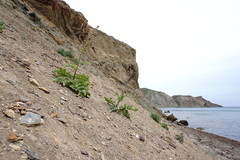 Crambe koktebelica