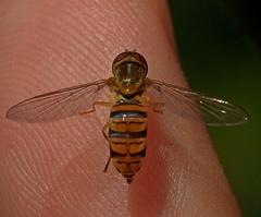 Toxomerus politus