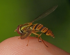 Toxomerus politus