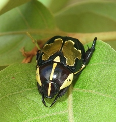 Rutela