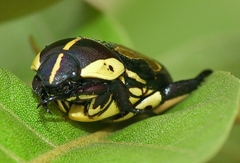 Rutela