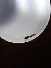 Pheidole parva