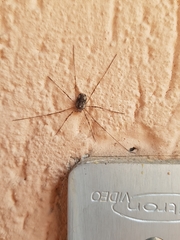 Dasylobus graniferus