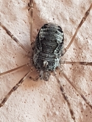Dasylobus graniferus