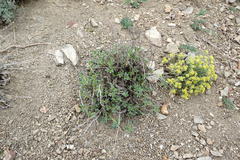 Medicago cretacea