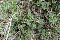 Medicago cretacea
