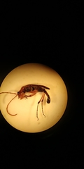 Strangalia virilis