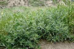 Nepeta parviflora
