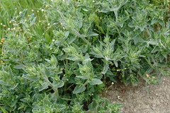 Nepeta parviflora