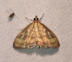 Crocidophora tuberculalis