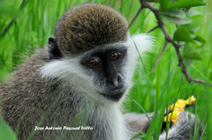 Chlorocebus aethiops